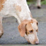 A red and white hound nose to the ground trailing a scent